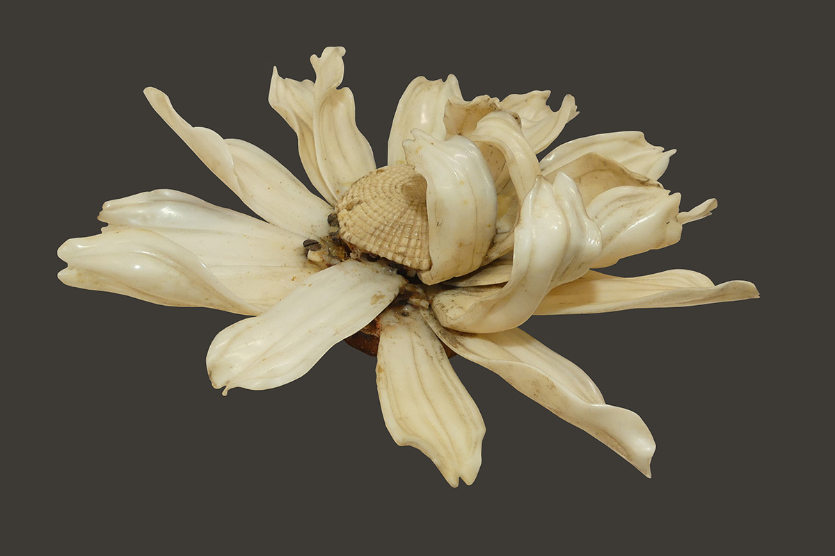 Photograph of detail of flower before treatment